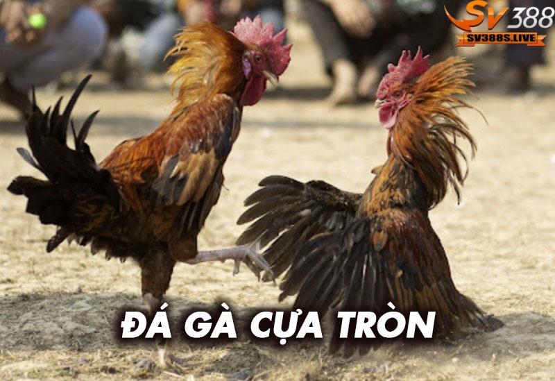 Giới thiệu về đá gà cựa tròn