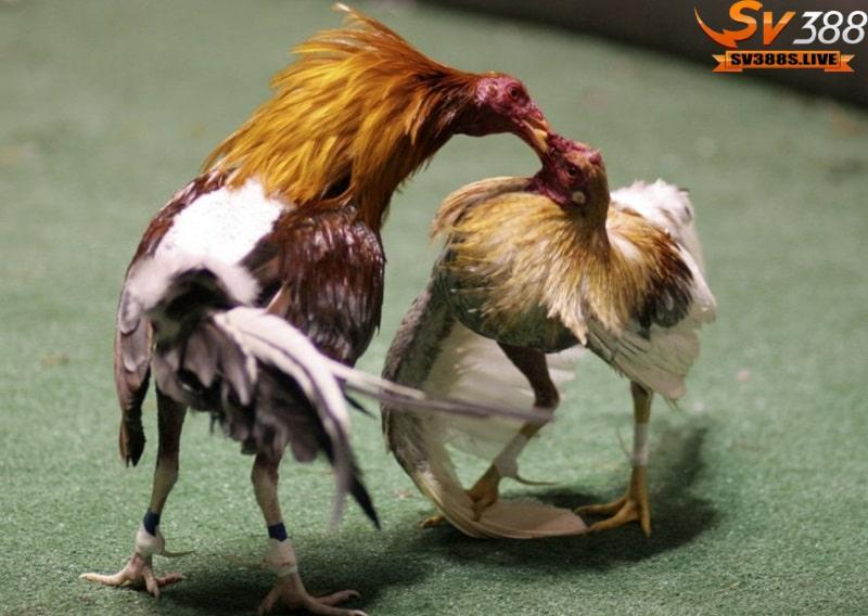 Đá gà cựa tròn phổ biến là hình thức gà chọi ở nước ta
