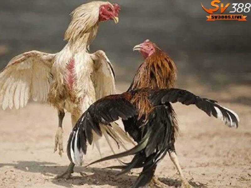 Nguyên tắc và luật lệ quy định trong gà đá cựa tròn