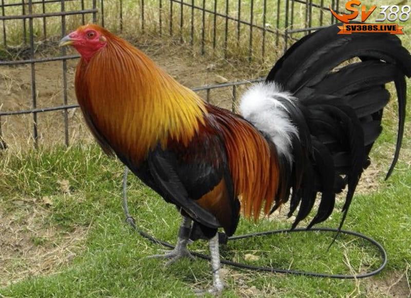 Cựa tròn trang bị cho gà một cẩn thận để đảm bảo an toàn trong suốt trận đấu
