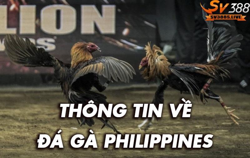Giới thiệu loại hình đá gà philippines