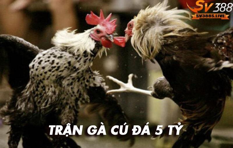 Thông tin về trận gà cú đá 5 tỷ