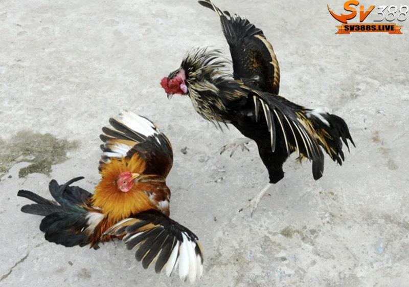 Đá gà đòn là một dòng chọi độc đáo đặc trưng của nền đấu gà Việt Nam