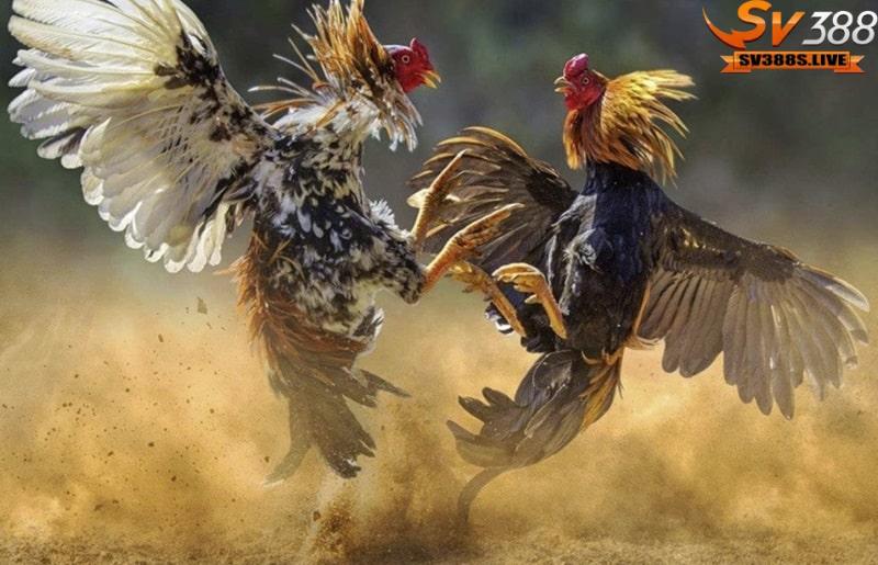 Hình dáng nhẹ nhàng và nhanh nhẹn là những đặc điểm nổi bật của gà đòn