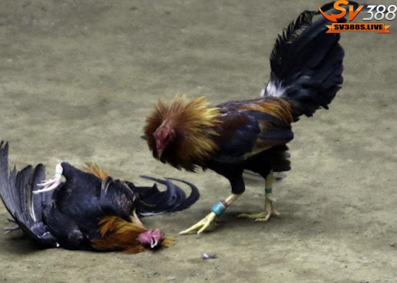 Dáng đi của gà chọi thể hiện sự uy nghiêm của chiến kê đá đòn