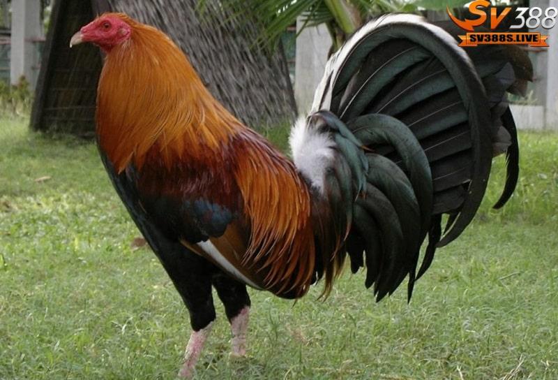 Gà Mỹ là một trong những giống ngoại nhập đặc trưng tại Việt Nam