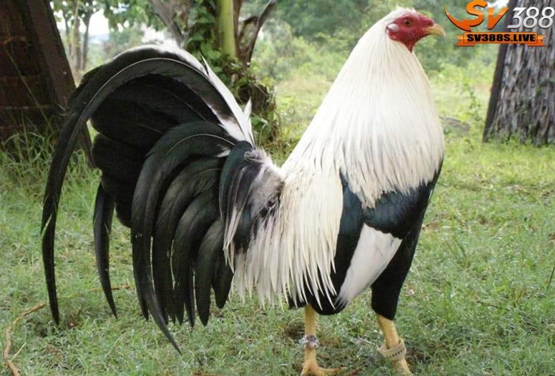 Chọn gà Mỹ không chỉ qua mắt về thân hình mà còn cần chú ý đến bộ lông