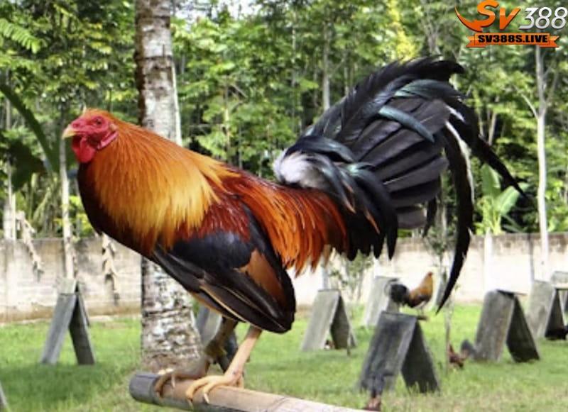 Cách chọn đá gà Mỹ hay theo giống là một phần quan trọng
