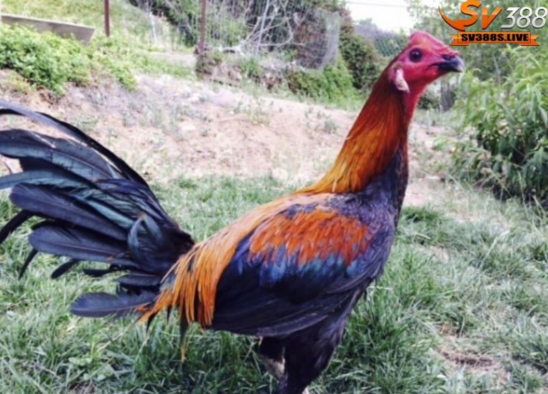 Gà Peru hay còn được biết đến với tên gọi độc đáo Peruvian Gamefowl