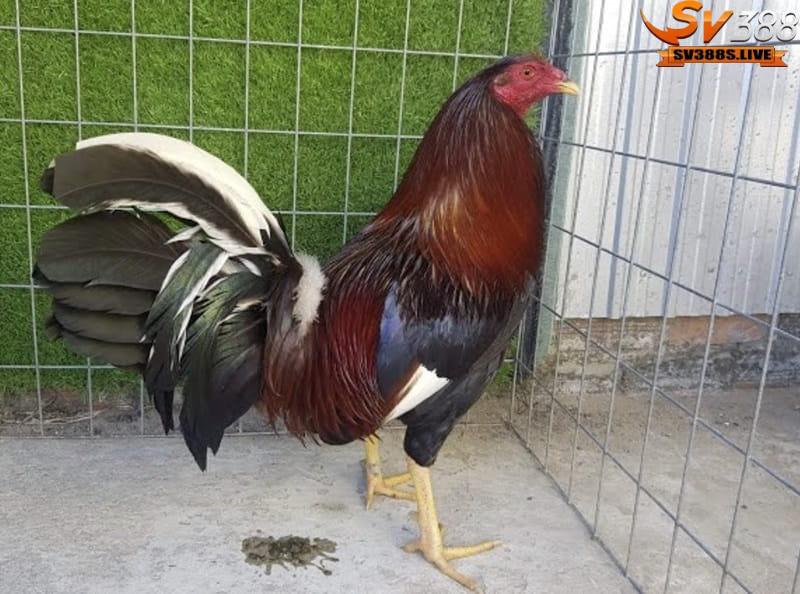 Phần thân của giống gà Peru được chia thành ba phần rất rõ ràng