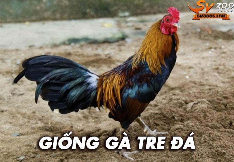 Tìm hiểu về giống gà tre đá