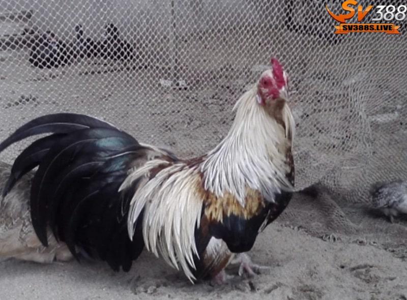 Gà tre đá là một chiến kê rất được yêu thích ở khu vực miền nam nước ta