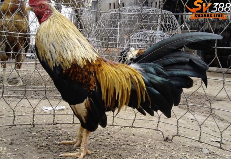 Để chọn được gà tre đá ưng ý thì hình thể đẹp là yếu tố không thể thiếu