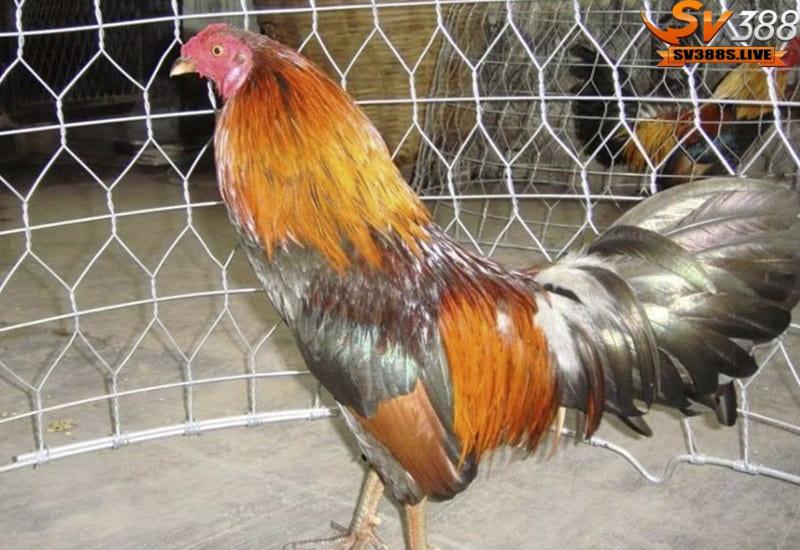 Thể trạng, sinh lực của gà tre khỏe mạnh chiến đấu tới cùng trong trận đấu