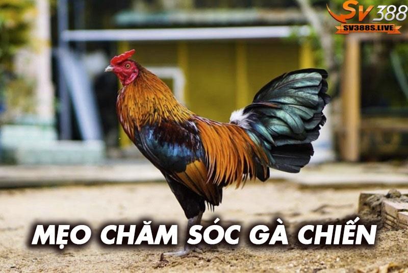Mẹo chăm sóc gà chiến kê hiệu quả nhất