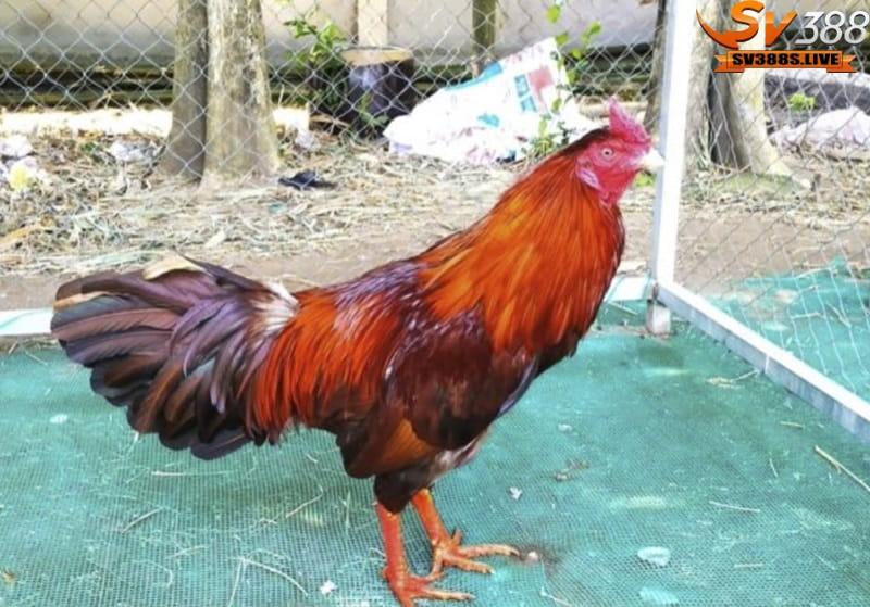 Mẹo chăm sóc gà chiến kê là cung cấp nguồn nước sạch đầy đủ