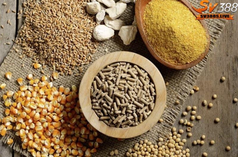 Chọn thức ăn hợp lý với từng giai đoạn phát triển cho chú gà của bạn