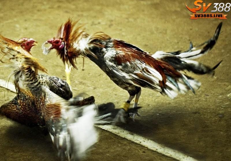 Mẹo chăm sóc gà chiến kê là cho gà tắm nắng mỗi ngày để chắc khỏe xương