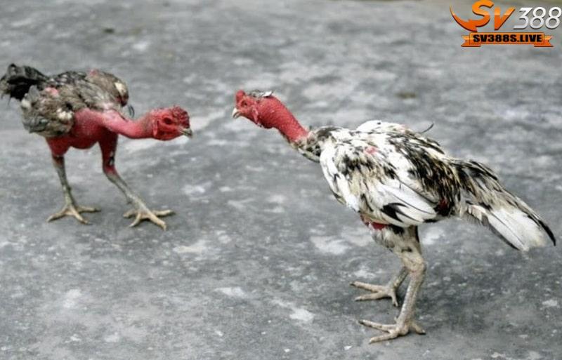 Thể lực là yếu tố quan trọng quyết định kết quả của một trận đấu đá gà