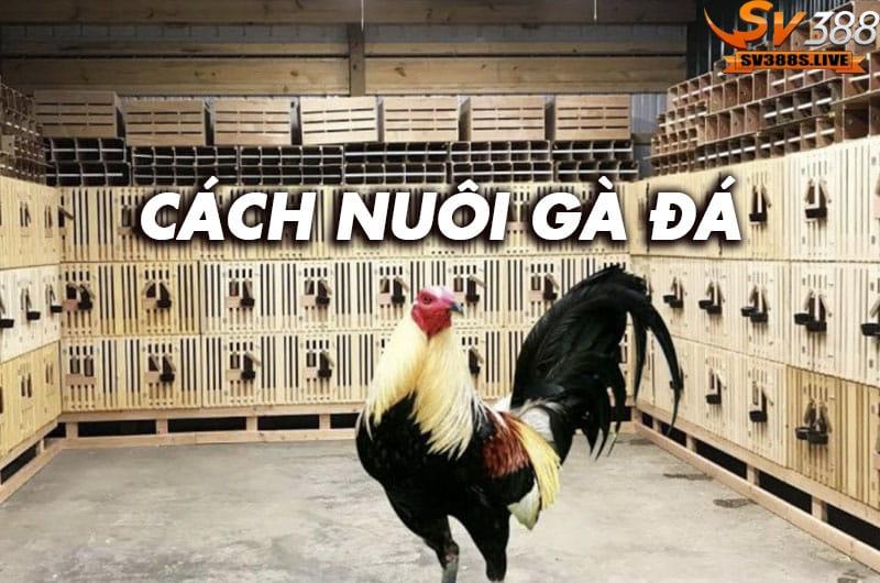 Cách nuôi gà đá cực kỳ hiệu quả