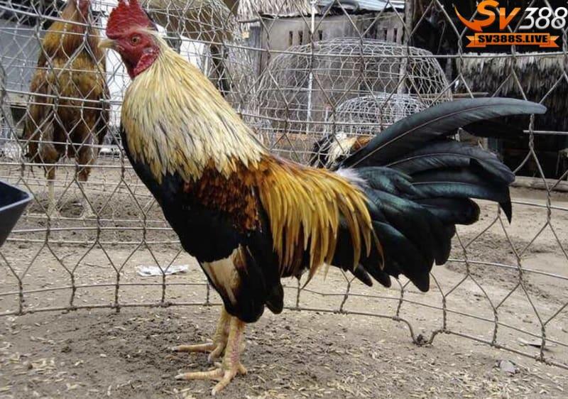 Cách nuôi gà đá là một quy trình chăm sóc đặc biệt
