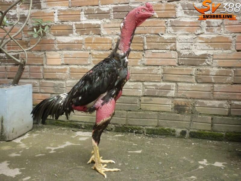 Nuôi gà đá có lực đòi hỏi sự chăm sóc và huấn luyện kỹ lưỡng