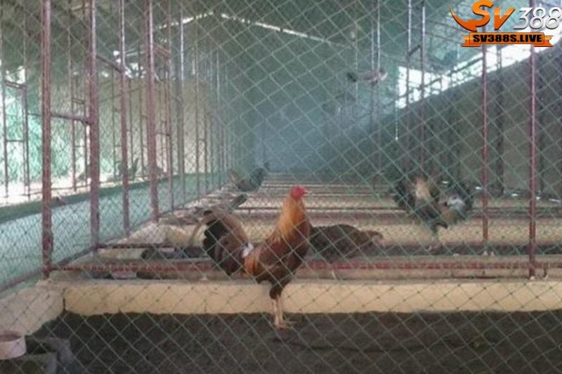 Nuôi gà đá bo lớn đang trở thành một xu hướng phổ biến trong cộng đồng
