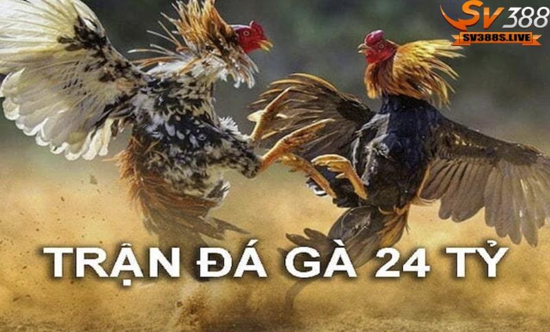 Thông tin về trận đá gà 24 tỷ