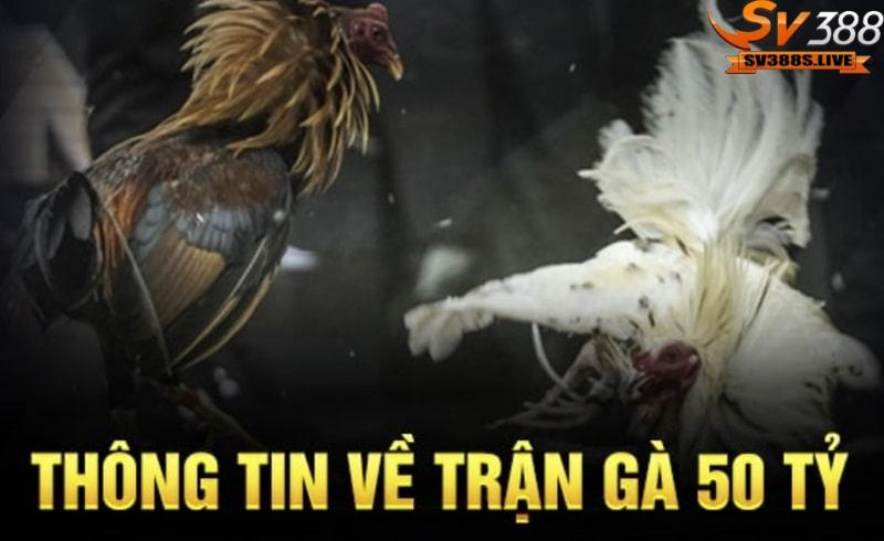 Sức hấp dẫn của trận gà 50 tỷ