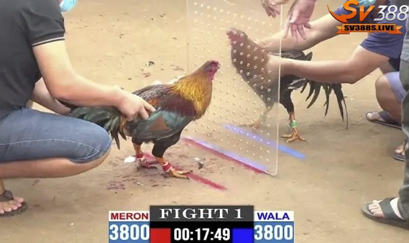 Trận gà 50 tỷ tại Thái Lan đã thu hút sự quan tâm lớn từ cộng đồng cược thủ