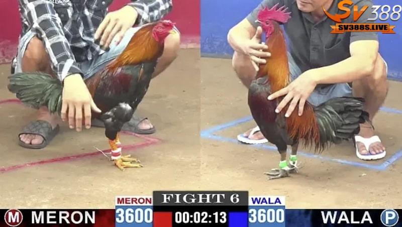Cuộc đối đầu giữa Chao Kai Sorn và Chao Đèn Lọ tại sân TherdThai