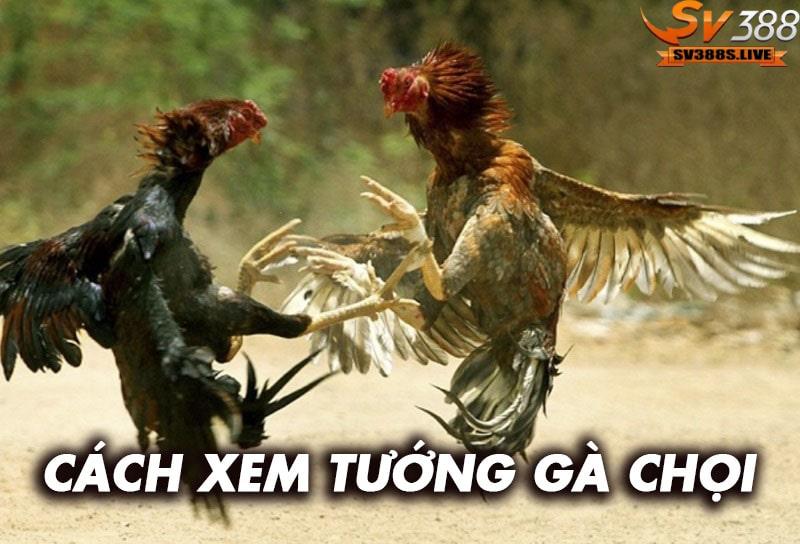 Hướng dẫn cách xem tướng gà chọi chuẩn