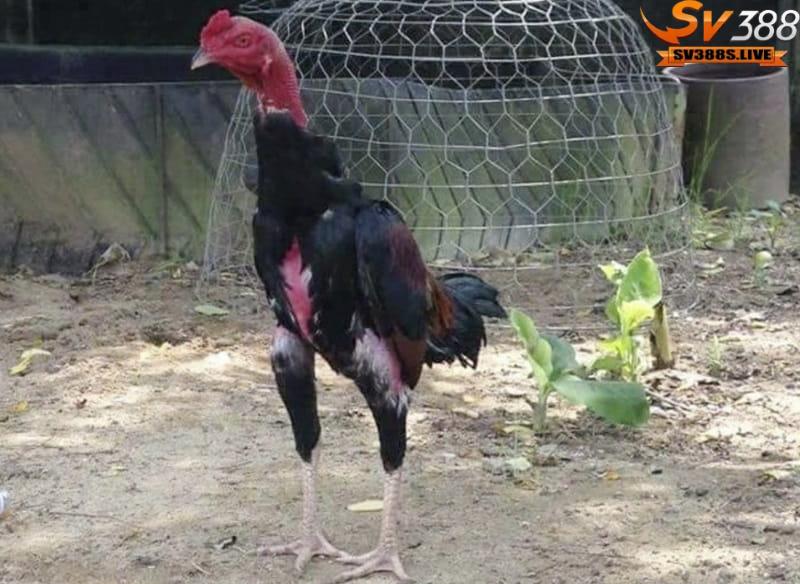 Trong lúc chọn gà chọi nên chọn những chiến kê có mào vua, mào chỉ thiên