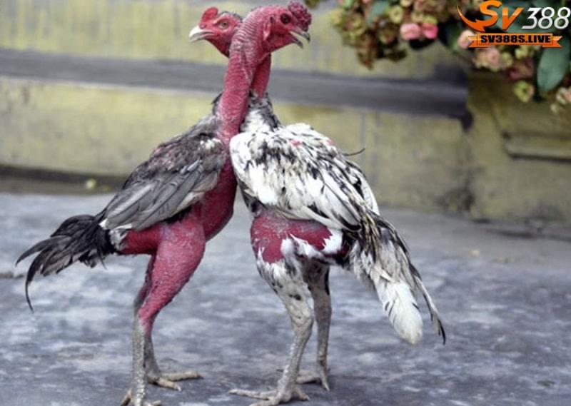Màu lông của chiến kê thường phổ biến với màu điều, màu xám nhưng không bóng