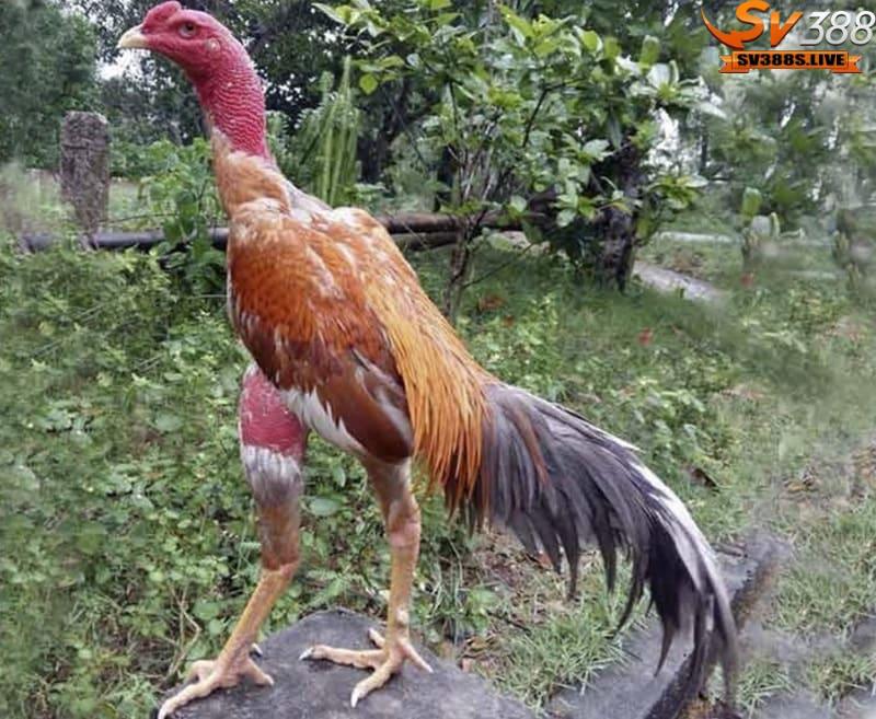 Chiến kê rất linh hoạt nếu sở hữu bàn chân cong, ngón rộng và đế mỏng