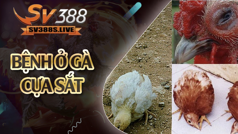 Bệnh ở gà cựa sắt