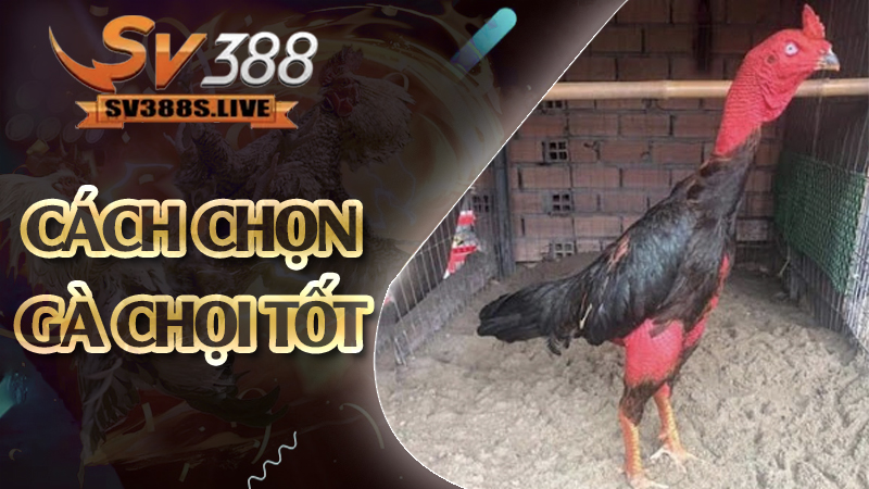 Cách chọn gà chọi tốt