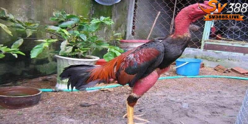 Cách chọn gà chọi tốt là dựa vào đòn đánh của gà