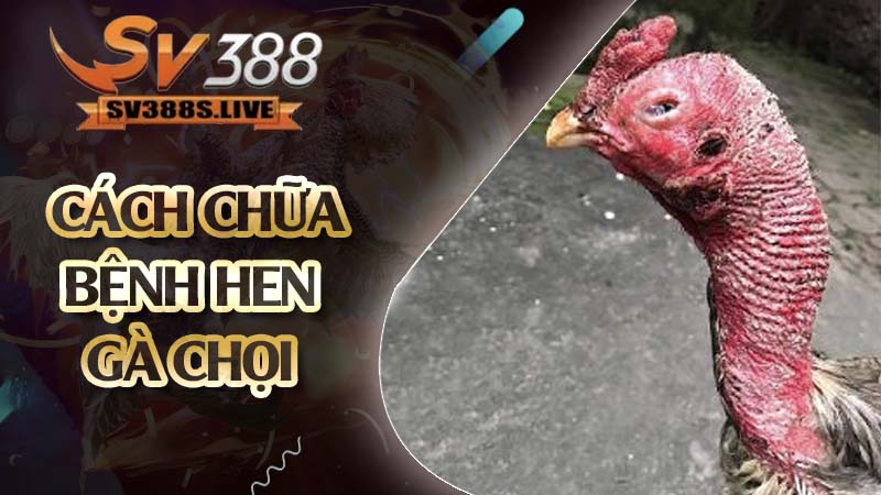 cách chữa bệnh hen ở gà chọi