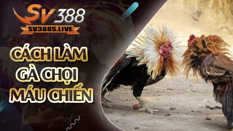 cách làm cho gà chọi máu chiến
