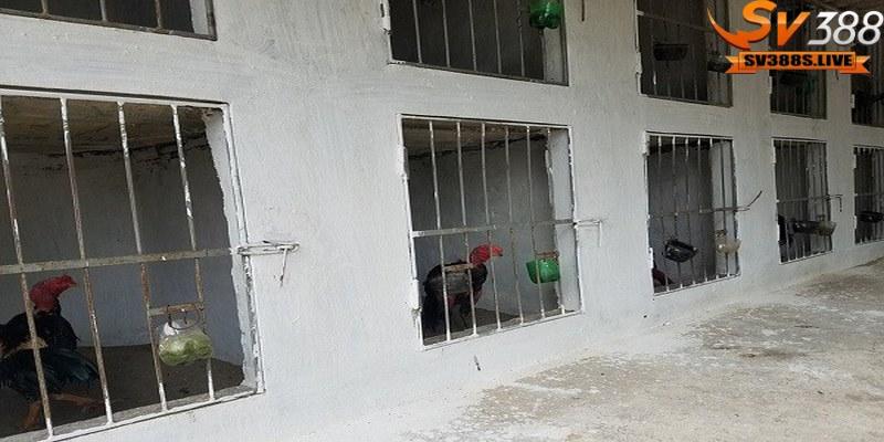 Cách làm chuồng nuôi gà đá rất quan trọng để cho chiến kê phát triển tốt nhất