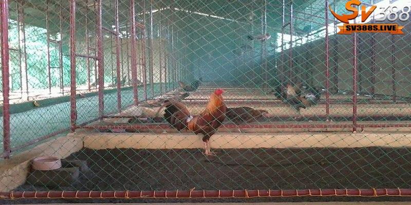 Khi làm chuồng, phải đáp ứng đủ tiêu chí mát vào mùa hè, ấm vào mùa đông