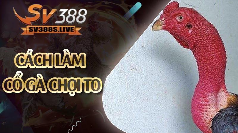 Cách Làm Cổ Gà Chọi To