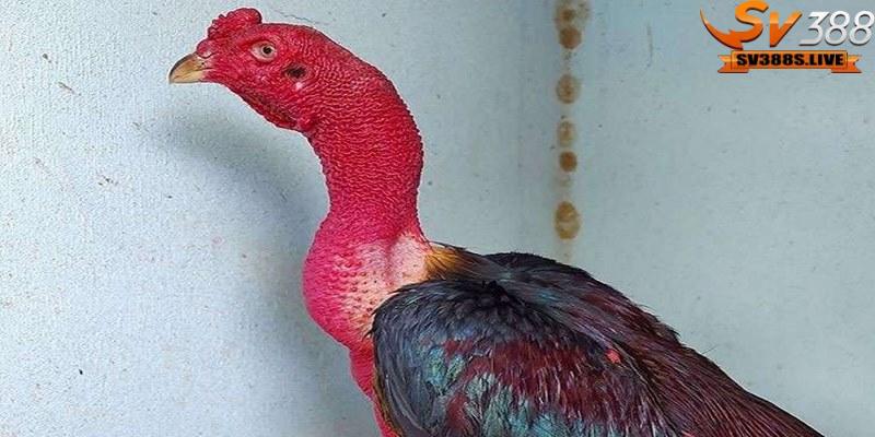 Kích thước cổ ảnh hưởng đến khả năng tấn công của gà