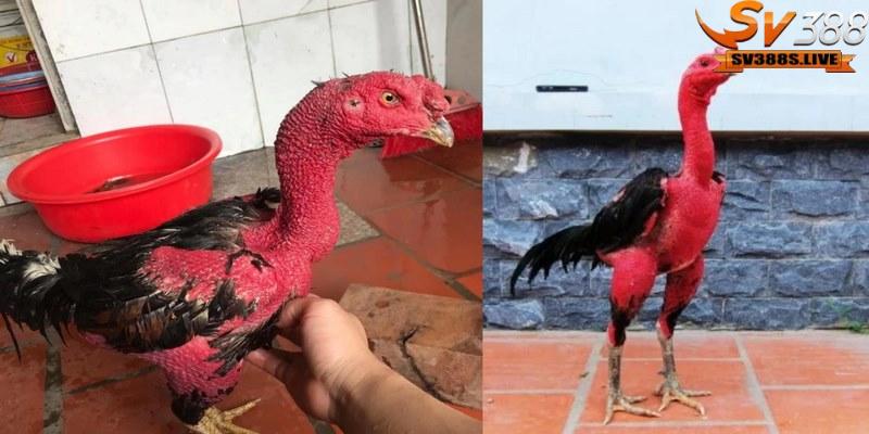 Ánh nắng chính là yếu tố quan trọng giúp cơ xương gà phát triển mạnh mẽ
