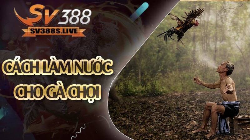 Cách làm nước cho gà chọi