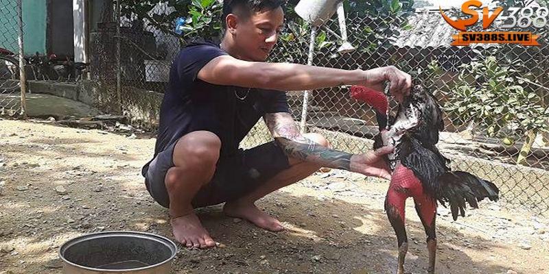Công cụ chuẩn bị trong cách làm nước cho gà chọi