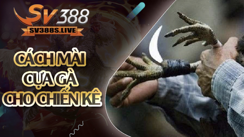 Cách mài cựa gà cho chiến kê