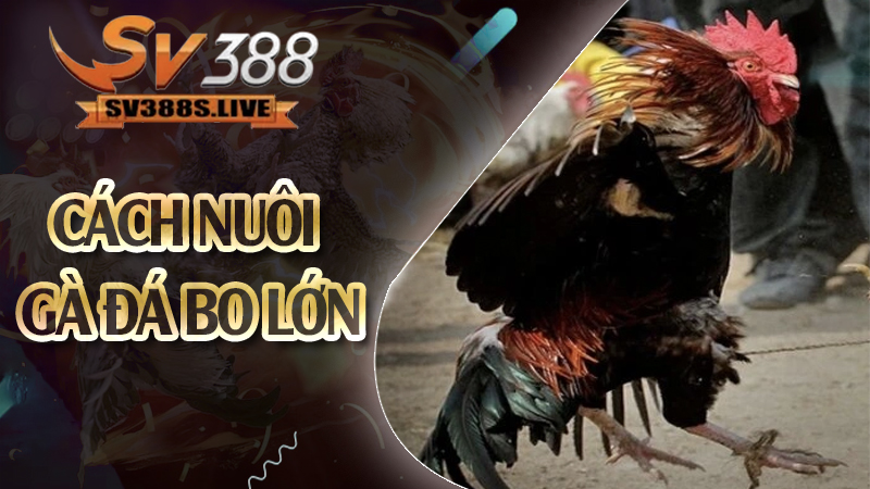 Cách nuôi gà đá bo lớn