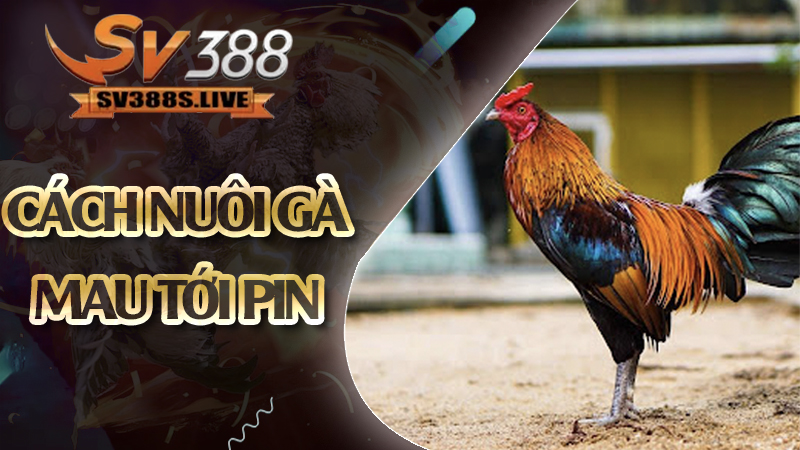 cách nuôi gà mau tới pin